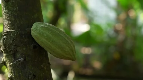 Cocoa Pod on a Cocoa Tree in the jungle Stock Footage 250014327