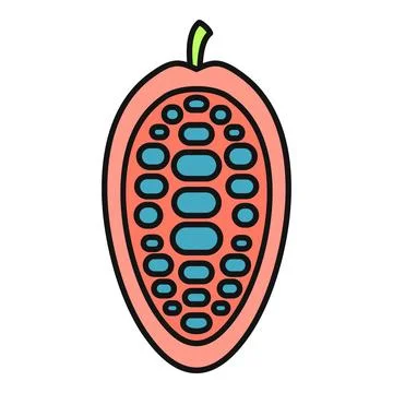 Cocoa pod dividing showing inner beans and seeds Stock Illustration