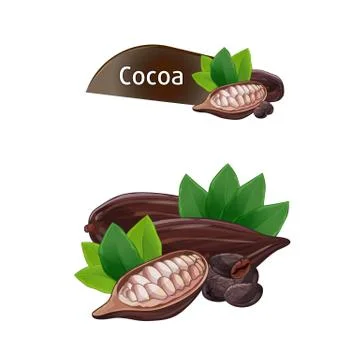 Cocoa pod in nutshell with leaves set Stock Illustration