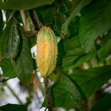 Cocoa pod on the tree Stock Photos