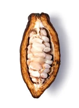 Cocoa pod on a white background Stock Photos