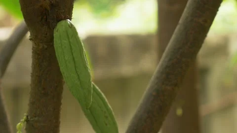 Cocoa pods on cacao tree Stock Footage 141921427