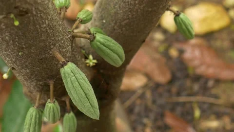 Cocoa pods on cacao tree 動画素材 141921459