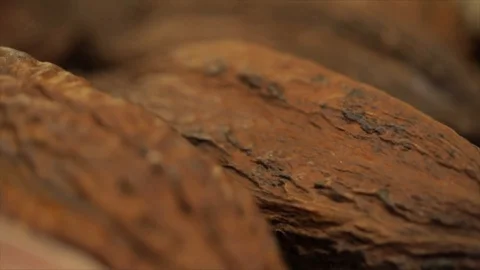Cocoa Pods Closeup Stock Footage 99163528