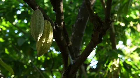 Cocoa Pods on a Cocoa Tree Stock Footage 250014043