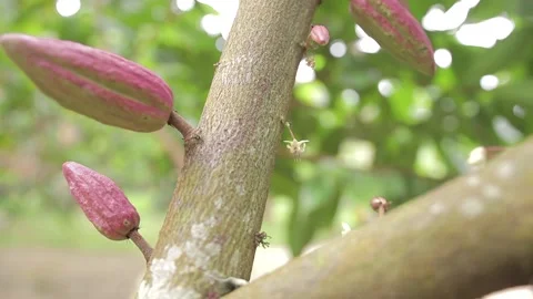 Cocoa Pods &amp; Flowers on Branches Stock Footage 157093383