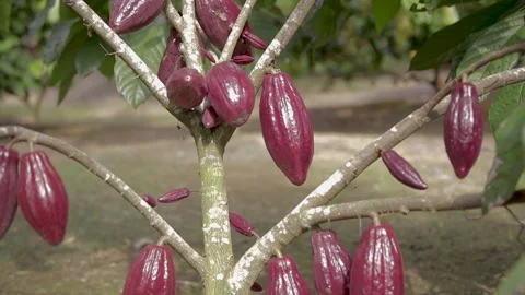 Cocoa Pods &amp; Flowers on Branches Stock Footage 157093387