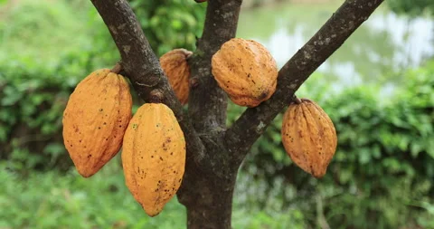 Cocoa pods grow on tree Stock Footage 256270144