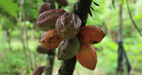 Cocoa pods grow on tree Stock Footage 270001779