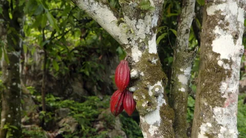 Cocoa Pods Hanging From Tree Surrounded by Lush Greenery and Rich Tropical Stock Footage 310821388