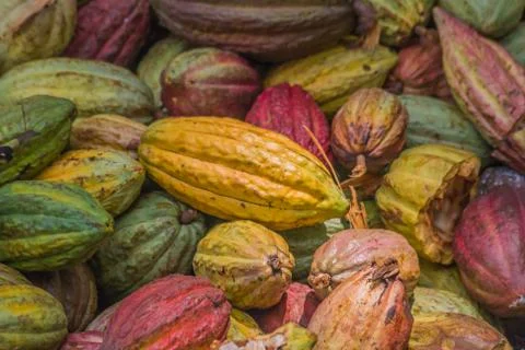 Cocoa pods Foto stock