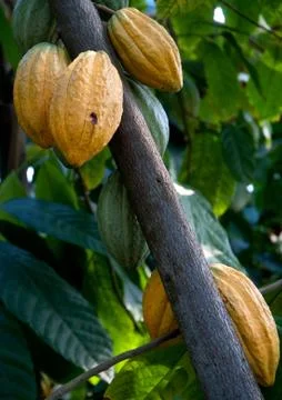 Cocoa Pods Stock Photos