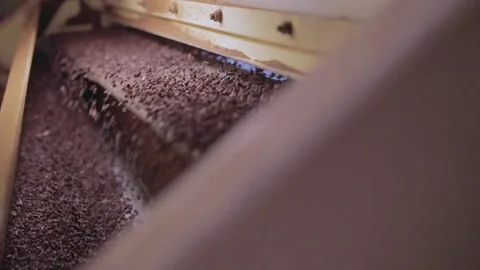 Cocoa Production Line Video stock 157749379