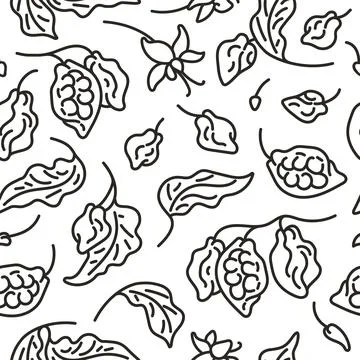 Cocoa seamless pattern. Art line vector fruit, leaf, bean, flower. Hand drawn Stock Illustration