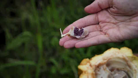 Cocoa seed from the fruit Stock Footage 276456131