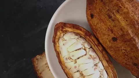 Cocoa seed pod up close rotating on white plate against dark background Stock Footage 295167441