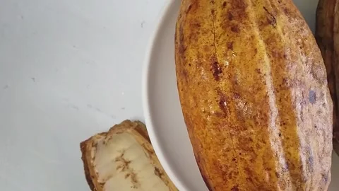 Cocoa seed pod cut in half up close rotating on white plate. Stock Footage 295167463