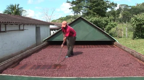Cocoa seeds during drying process under the sun Stock Footage 50413544