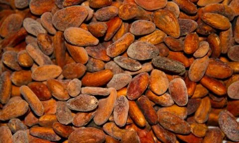 Cocoa seeds Stock Photos