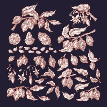 Cocoa set. Botanical sketch of tree, bean, fruit, leaf, grain, flower in bloo Stock Illustration