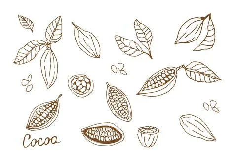 Cocoa set. Hand Drawn sketch cocoa beans. Vector Stock Illustration