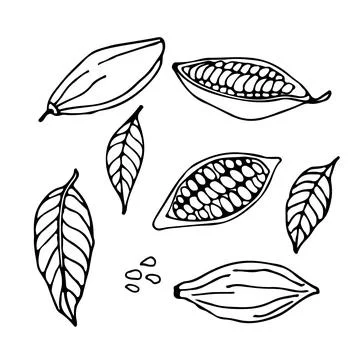 Cocoa set. Hand drawn vector Cocoa beans, leaves sketch on white background Stock Illustration