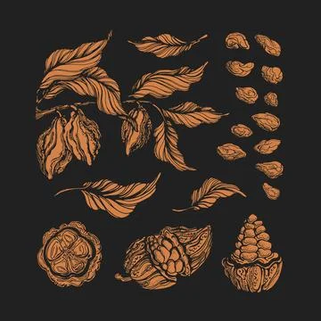 Cocoa set. Vector engraving. Chocolate natural ingredient. Botanical shape of Stock Illustration