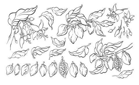 Cocoa set. Vector nature elements. Botanical art hand drawn tree, bean, fruit Stock Illustration
