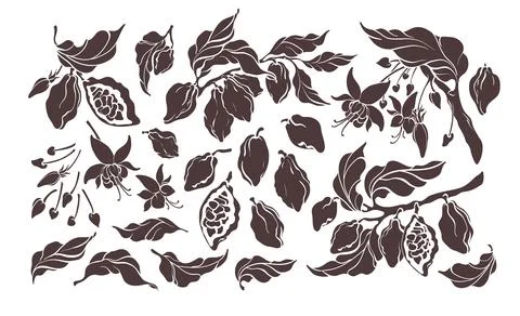 Cocoa set. Vector nature elements. Botanical art shape of tree, bean, fruit,  库存插图