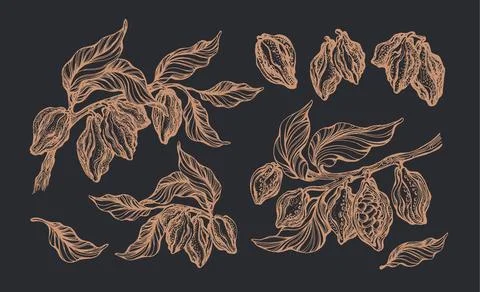 Cocoa set. Vector nature elements. Botanical art sketch of tree, bean, fruit, Stock Illustration