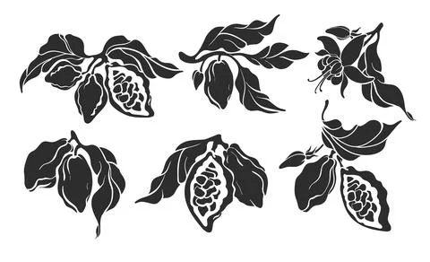 Cocoa set. Vector nature shape. Botanical art sketch of bean, fruit, leaf, fl Stock Illustration
