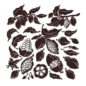 Cocoa set. Vector silhouette. Natural chocolate. Real botanical bean, tropica Stock Illustration