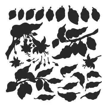 Cocoa. Silhouette set. Vector nature shape. Botanical art sketch of bean, fru Stock Illustration