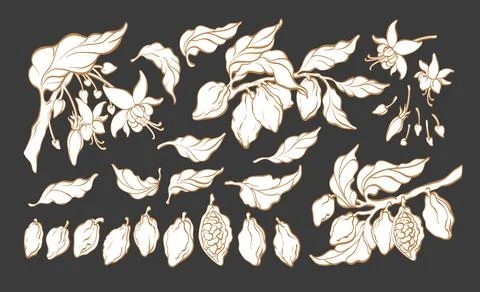Cocoa. Silhouette set. Vector nature shape. Botanical art line sketch of bean Stock Illustration
