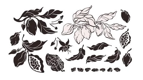 Cocoa silhouette set. Vector tree, isolate bean Stock Illustration