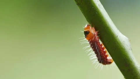 Cocoa stem borer. Stock Footage 120250065