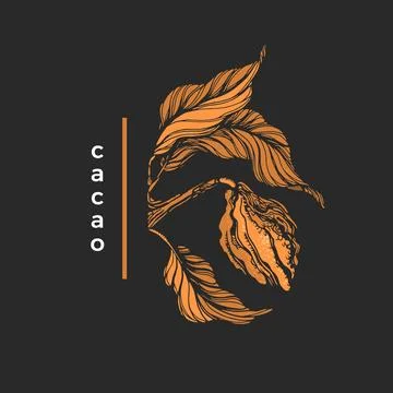 Cocoa tree branch with leaf, bean. Botanical vector shape. Hand draw simple v Stock Illustration