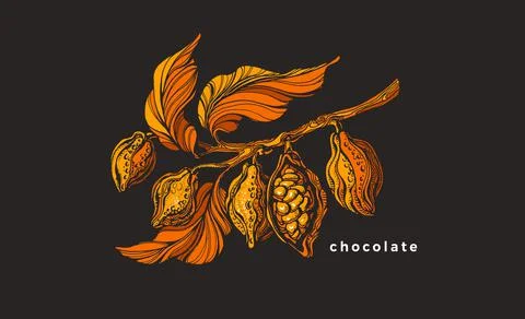Cocoa tree branch. Vector golden leaf, tropical fruit, bean. Botanical hand d Stock Illustration