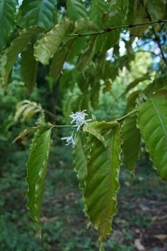 Cocoa Tree Flowering Stock Photos