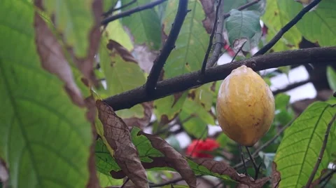 Cocoa in the tree Video stock 42682035