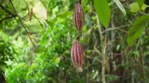 Cocoa tree with fruit, Bali Indonesia. Stock Footage 83466792