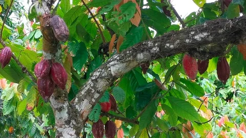 Cocoa Tree With Fruits Stock Footage 106343276