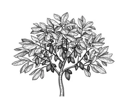 Cocoa tree ink sketch. Stock Illustration