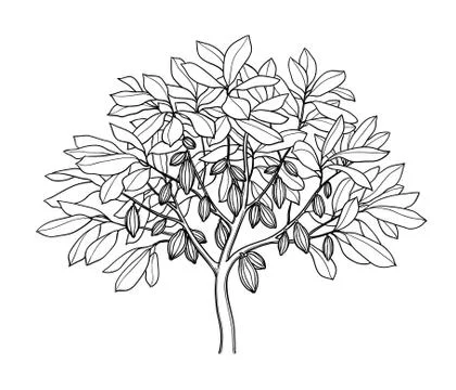 Cocoa tree ink sketch. Stock Illustration