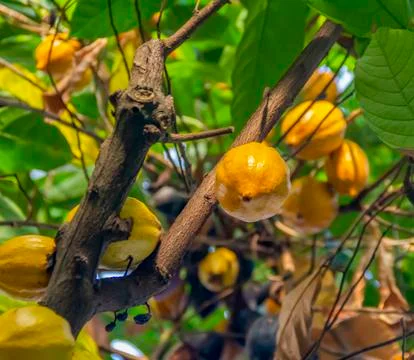 Cocoa tree Stock Photos