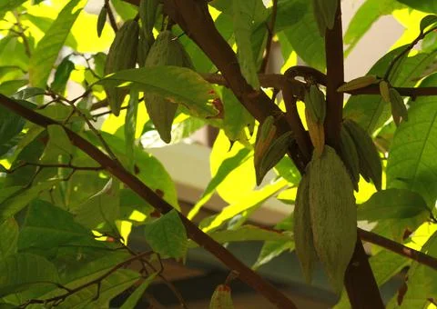 Cocoa tree Stock Photos