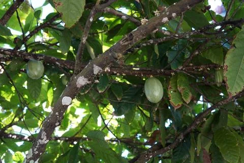 Cocoa tree with pods Stock Photos