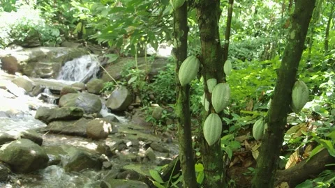 Cocoa Tree rainforest river Stock Footage 282743786