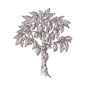 Cocoa tree, seed, fruit. Hand drawn sketch. Stock Illustration