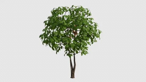 Cocoa Tree Swaying in Wind Loop Animation with Alpha Channel. Stock Footage 346283056